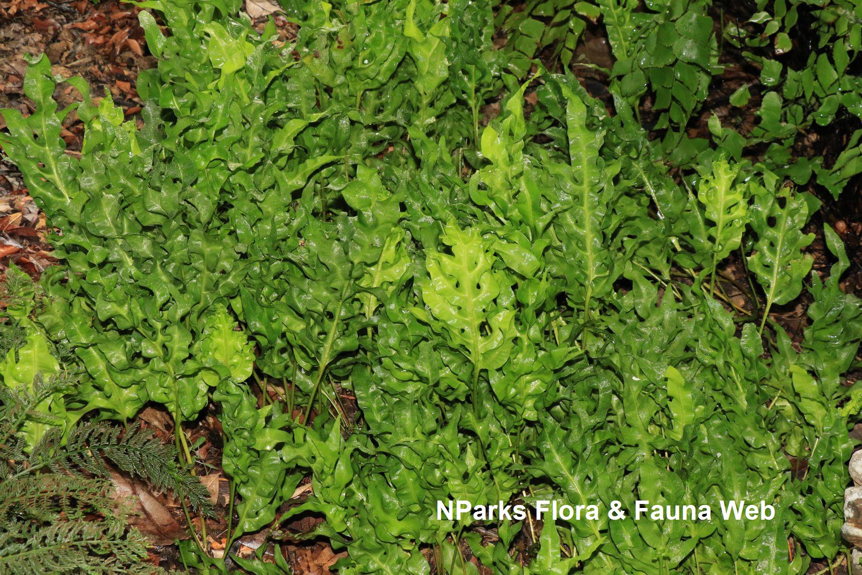 Microsorum_scolopendria_VP003