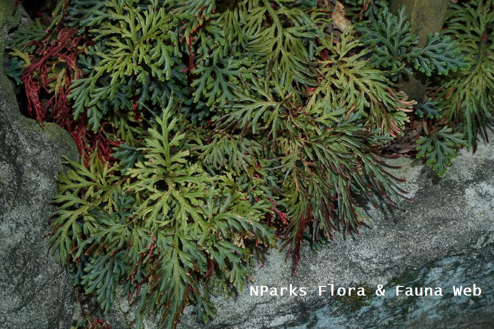 NParks Selaginella erythropus