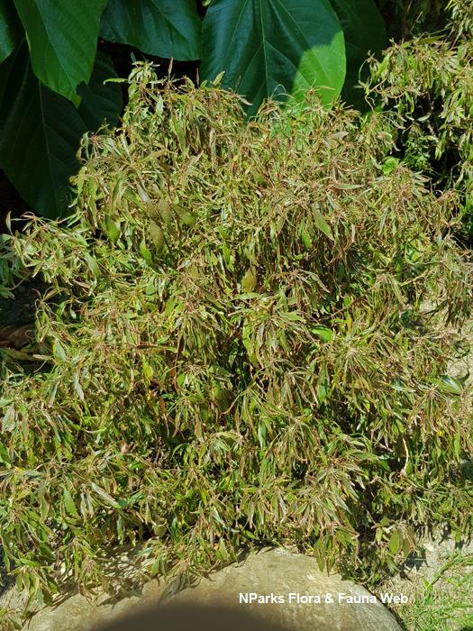 Acalypha godseffiana 'Heterophylla'