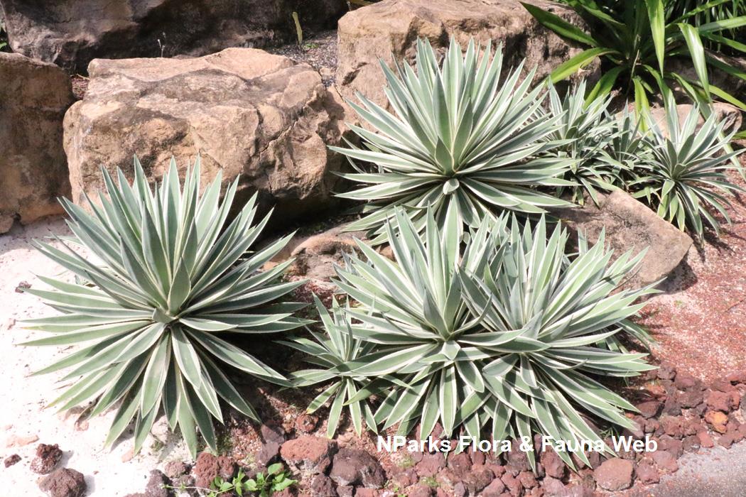 Agave angustifolia Marginata Tamako Kobayashi