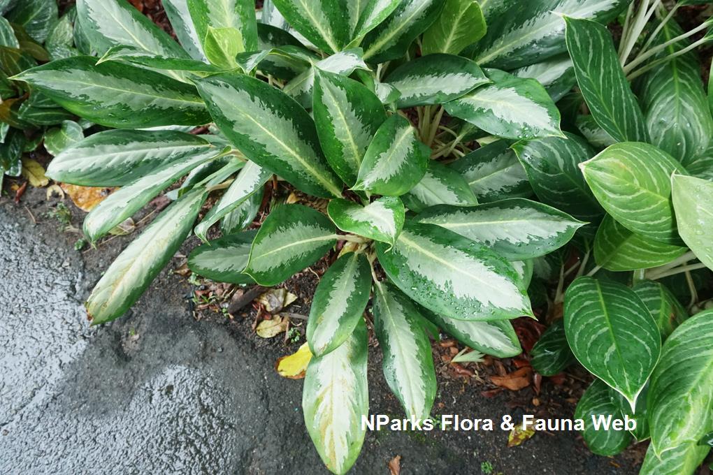 Aglaonema nitidum 'Ernesto's Favourite'