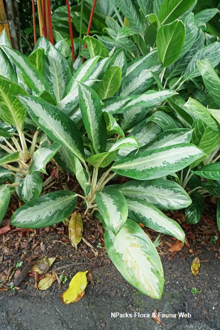 Aglaonema nitidum 'Ernesto's Favourite'