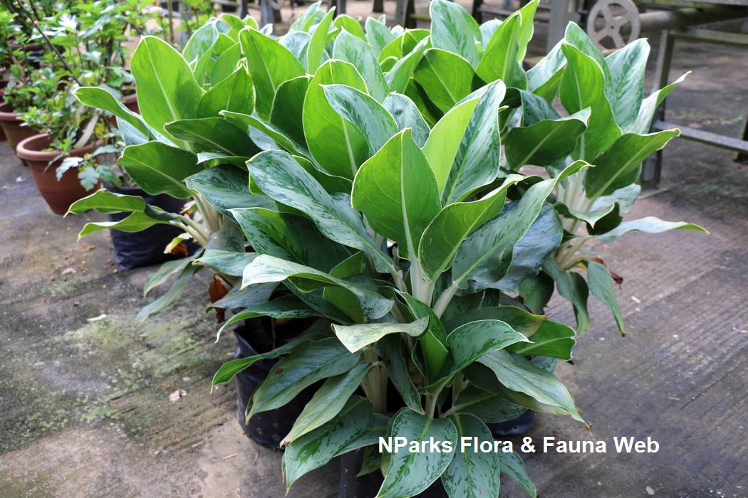 Aglaonema commutatum Tricolor