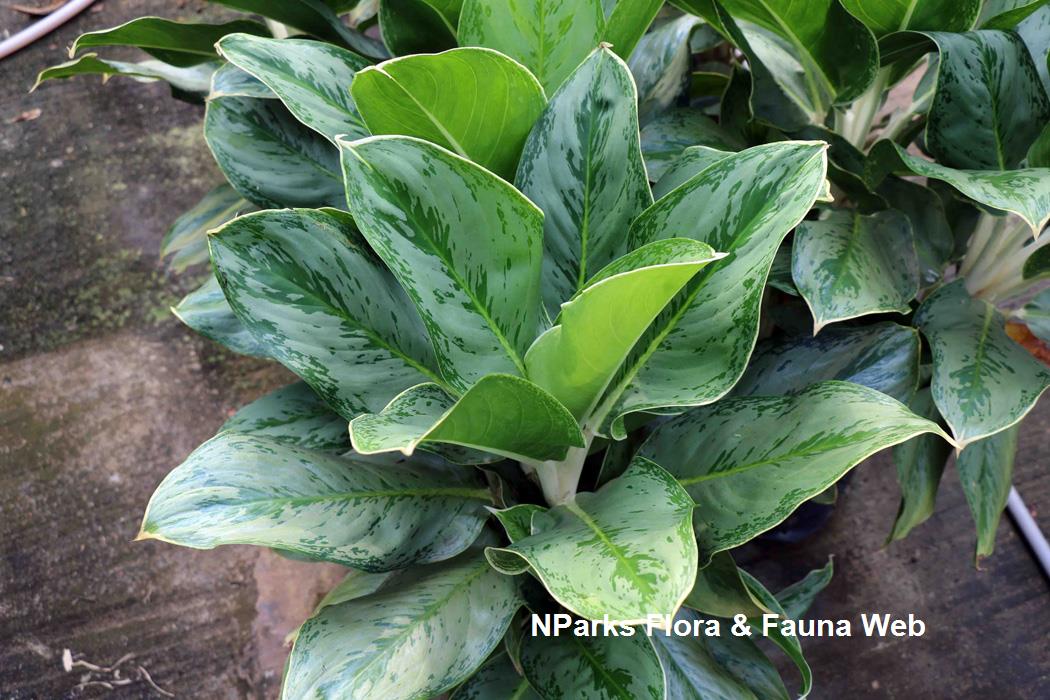 Aglaonema commutatum Tricolor