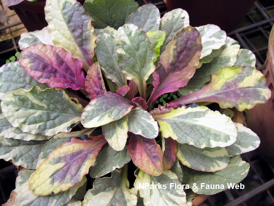 Ajuga_reptans_Burgundy_Glow_Vicky_Lim_Yen_Ngoh_4s