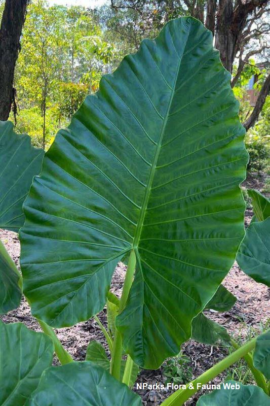Alocasia macrorrhizos