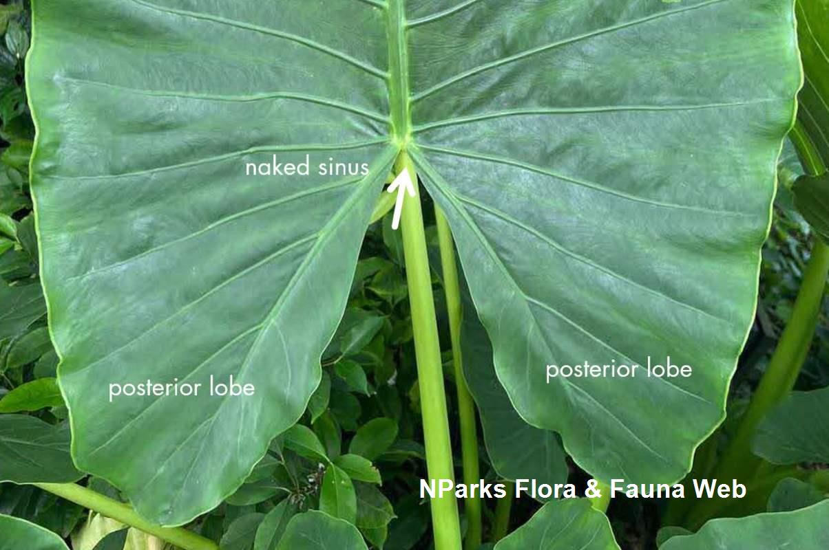 Alocasia macrorrhizos