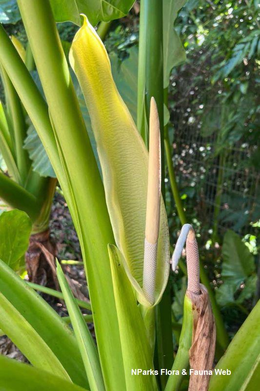 Alocasia macrorrhizos