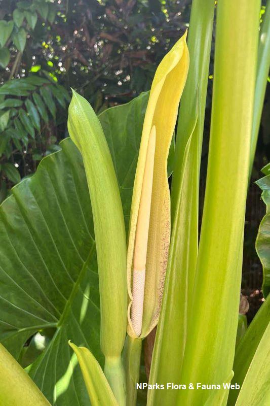 Alocasia macrorrhizos