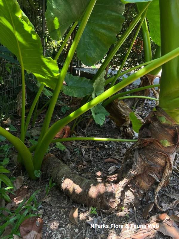 Alocasia macrorrhizos
