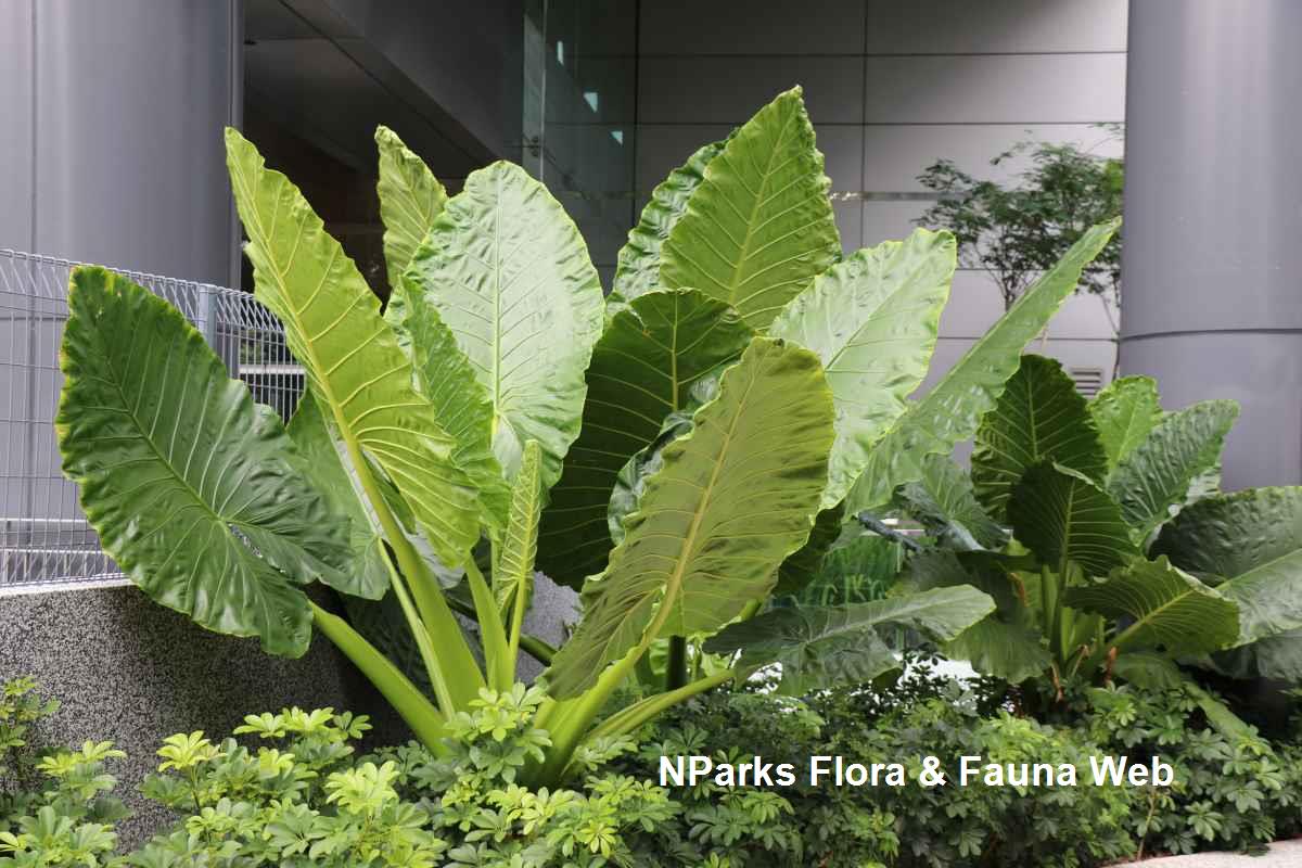Musa Banana Gracillis Holttum Variegated - Bkinterplants Garden