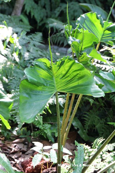 Alocasia macrorrhizos 'Stingray'