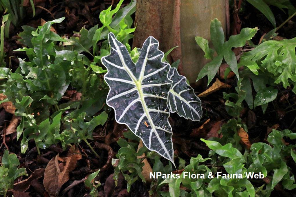 Alocasia X mortfontanensis