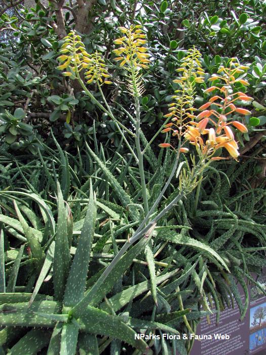 Aloe_vera_Vicky_Lim_Yen_Ngoh_1
