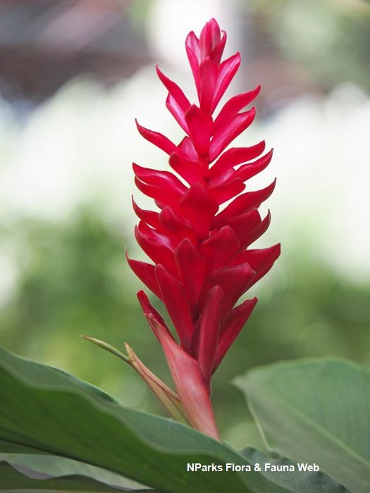 Red shop ginger flower