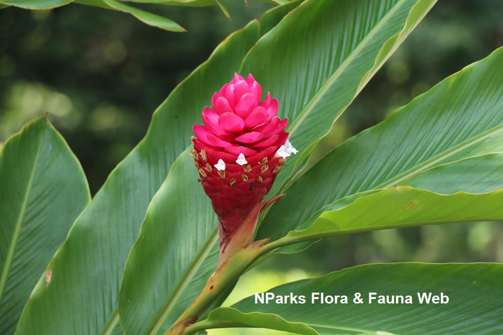 Alpinia purpurata 'Double Red'_Jessica Teo