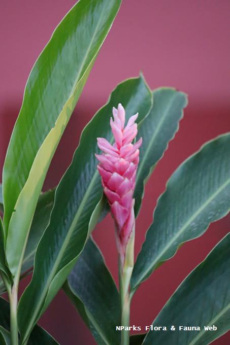 Alpinia purpurata 'Jungle Queen'_Chan Chung Leong