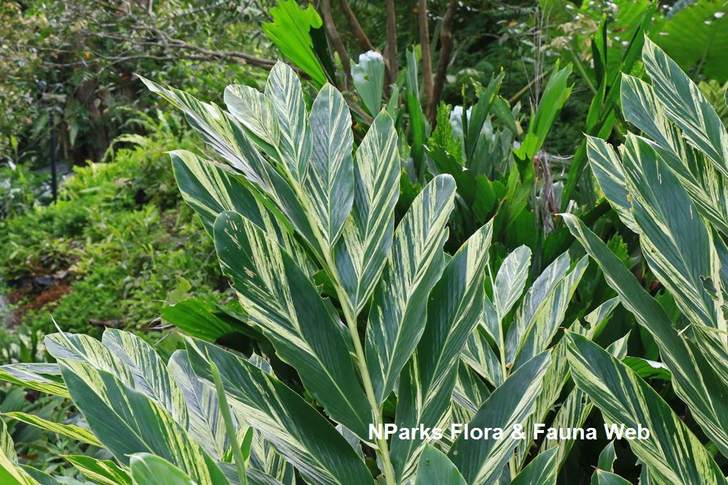 Alpinia zerumbet 'Variegata'_ Low Wei Teng