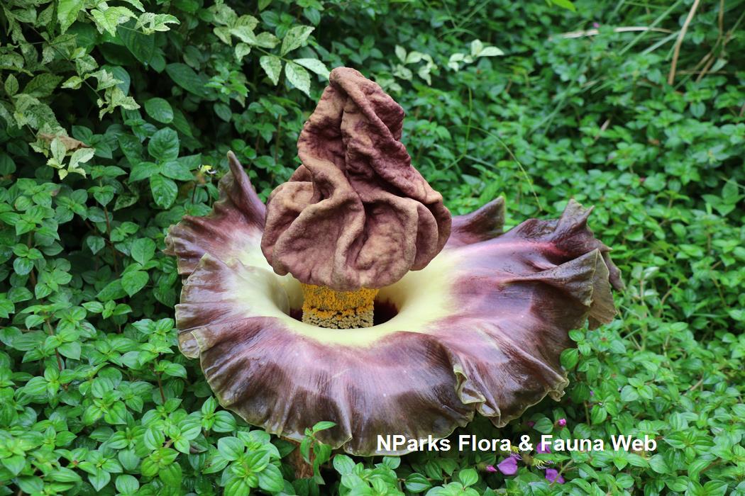 Amorphophallus paeoniifolius