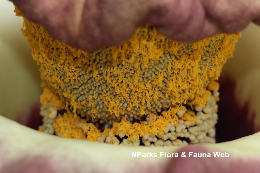 Amorphophallus paeoniifolius