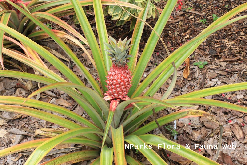 Ananas bracteatus Striatus