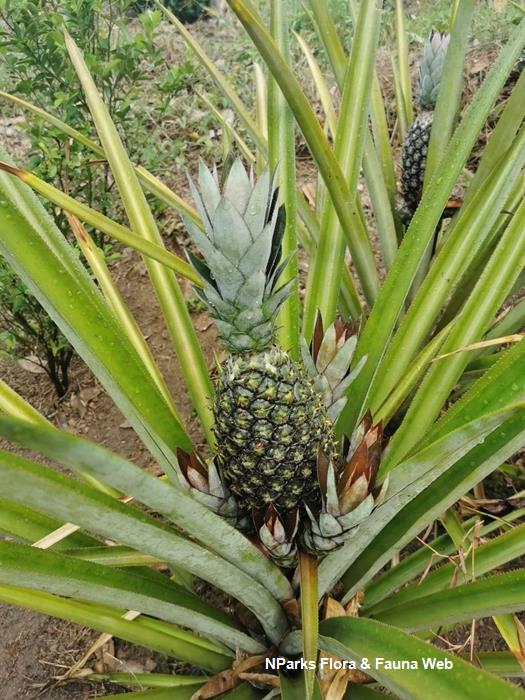 Araflora, exotic flora & more - Ananas nanus
