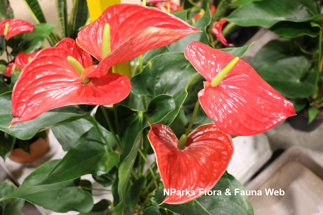 Anthurium andraeanum