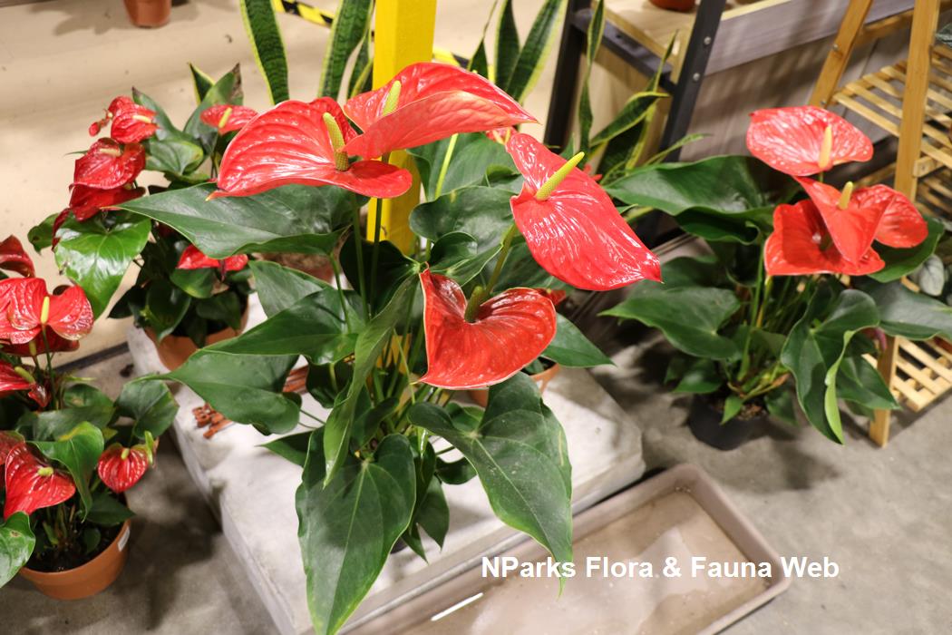 Anthurium andraeanum