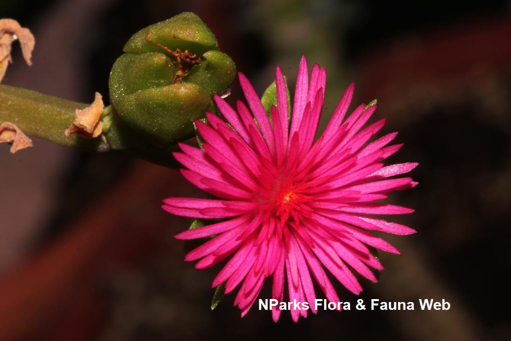 Mesembryanthemum_cordifolium