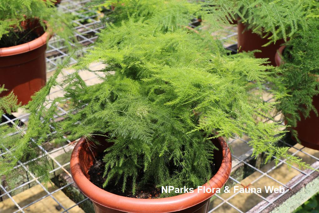 Asparagus Fern - Asparagus densiflorous 'sprengeri