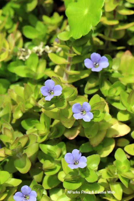 Bacopa_caroliniana_Vicky_Lim_Yen_Ngoh_1