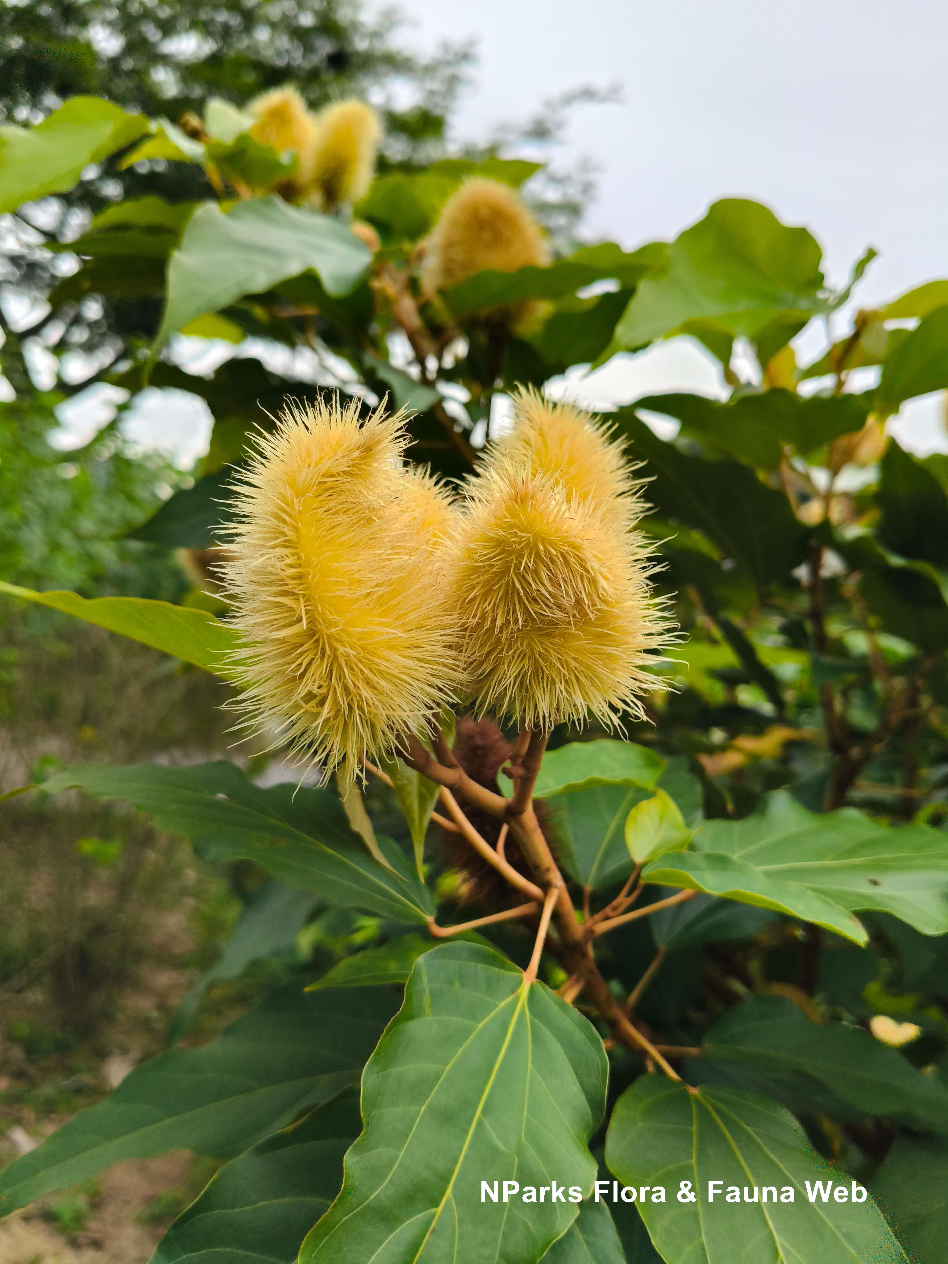 Bixa orellana Yellow