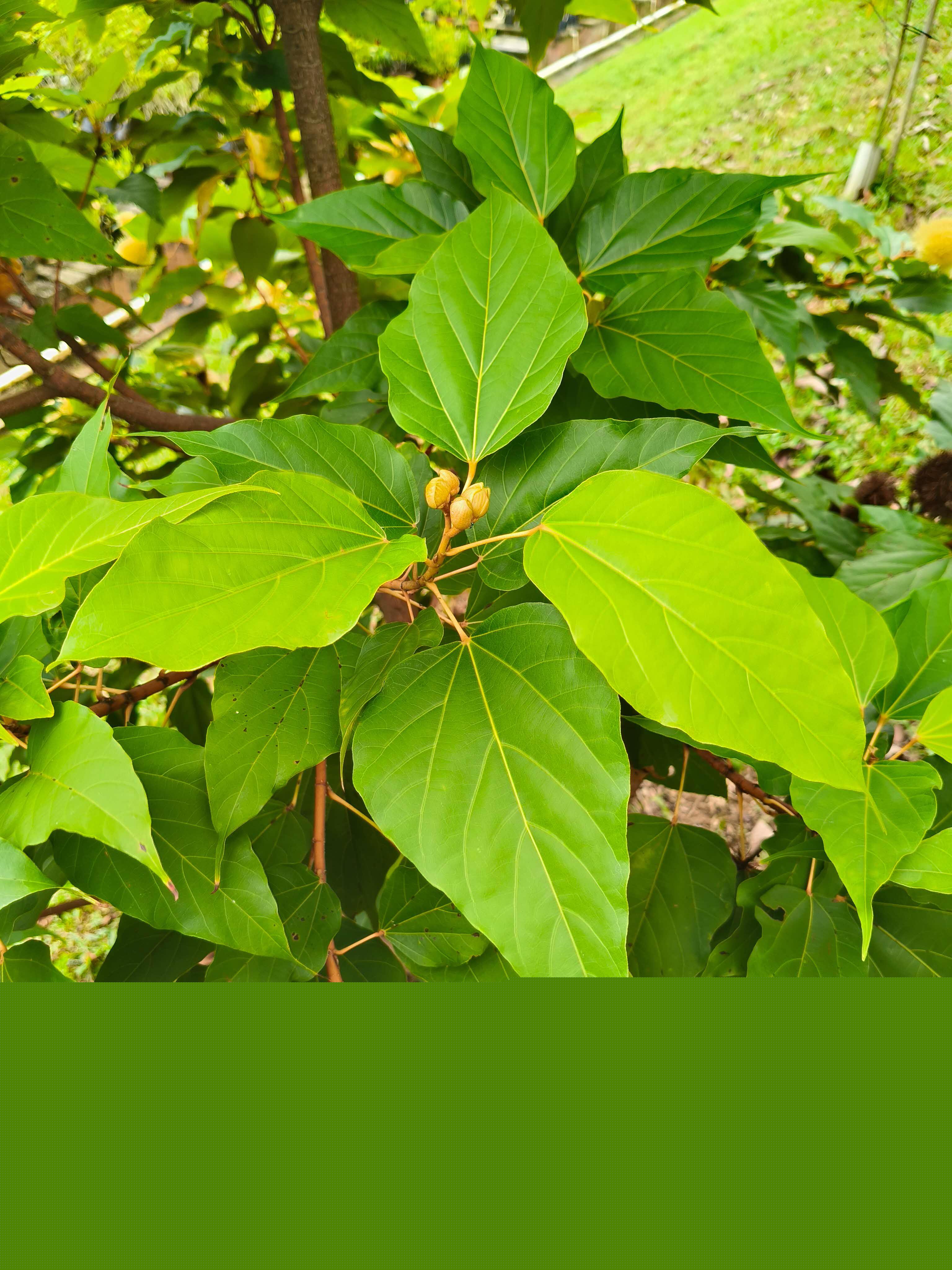 Bixa orellana Yellow