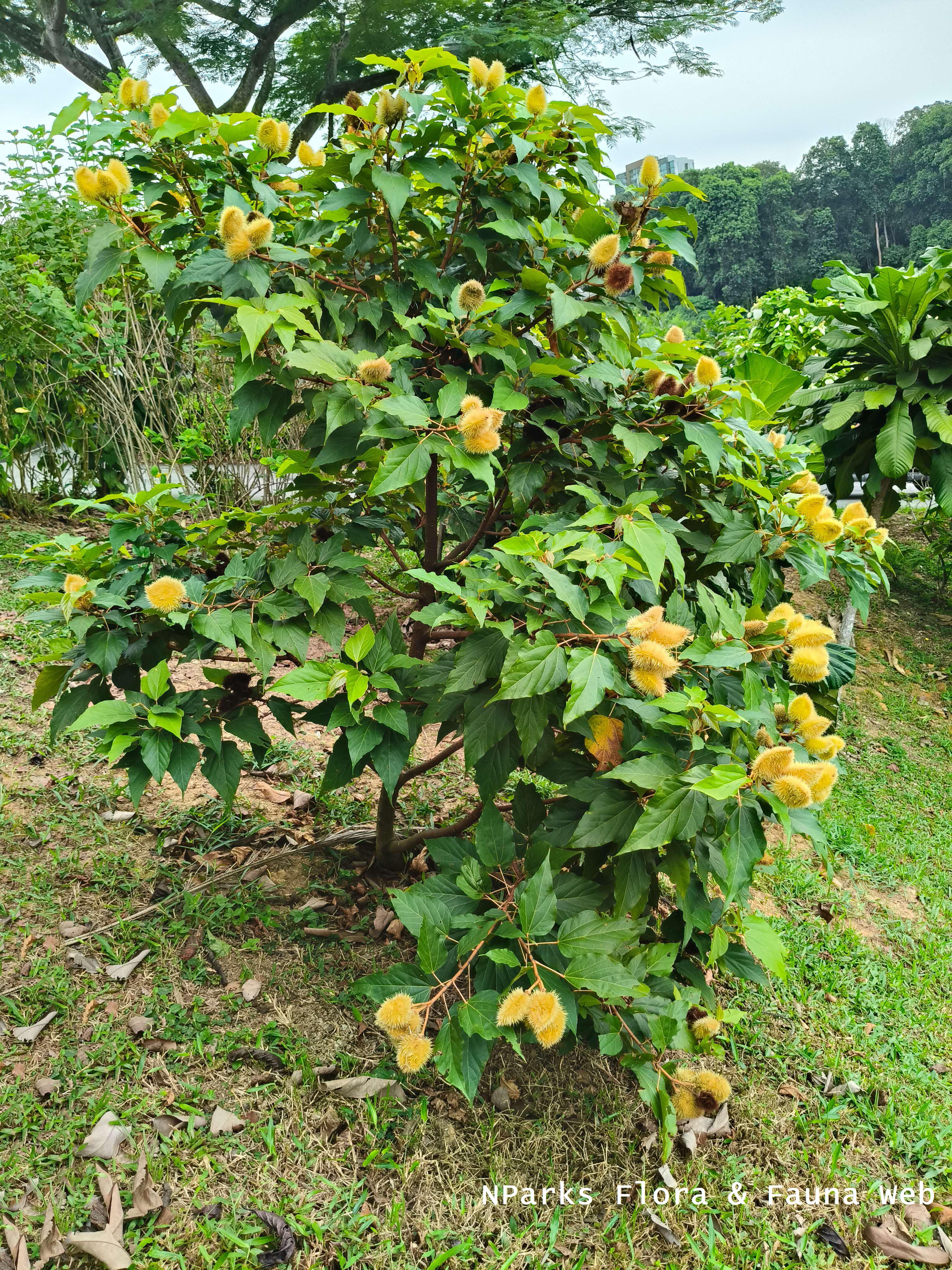 Bixa orellana Yellow