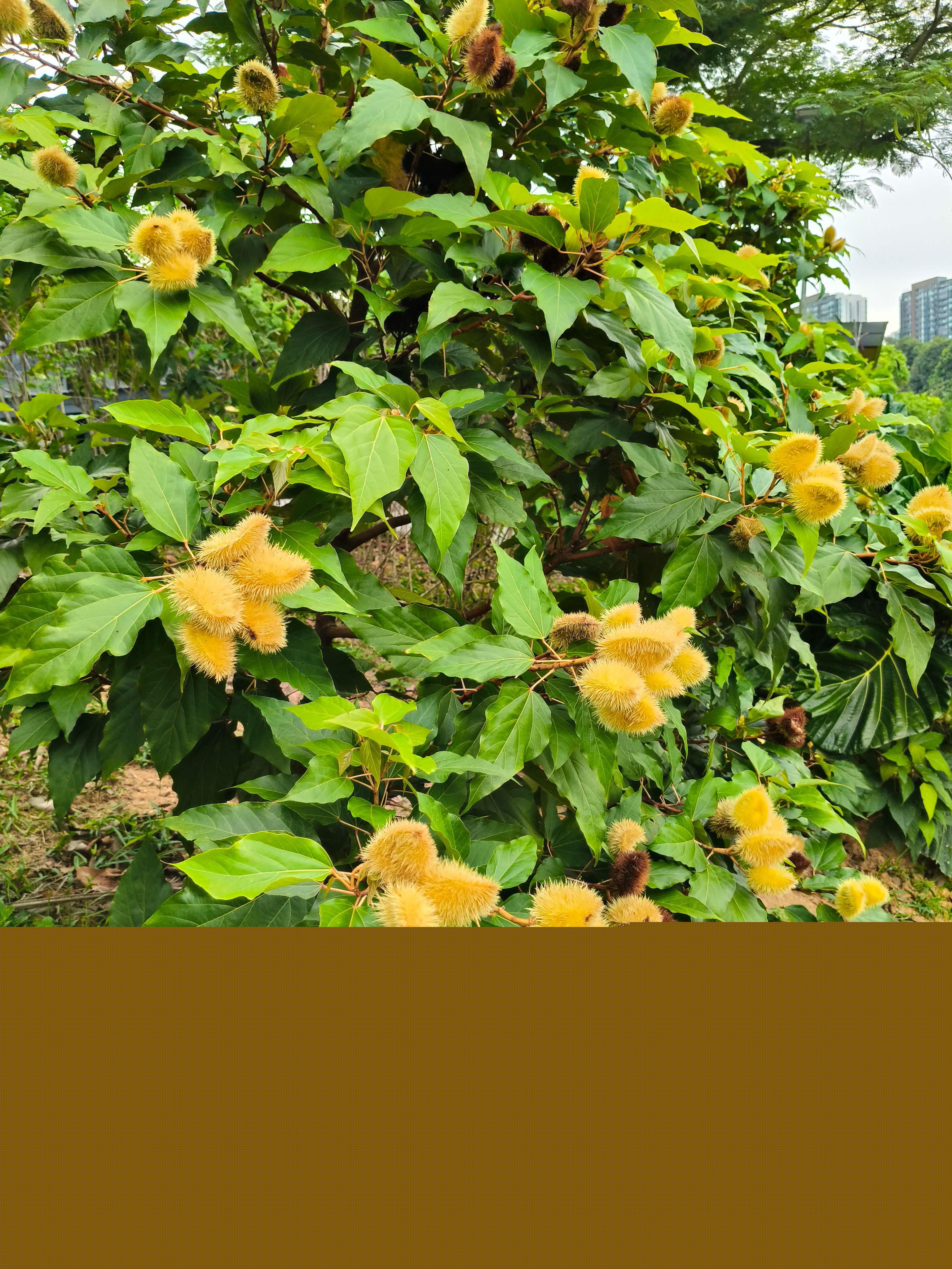 Bixa orellana Yellow