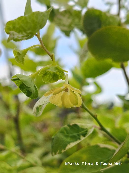 Breynia disticha Roseo picta