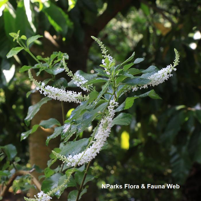 Aloysia virgata