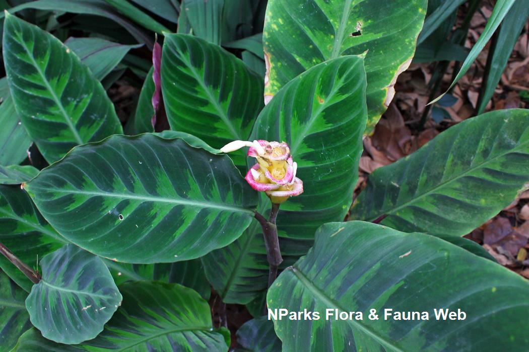 Goeppertia warszewiczii