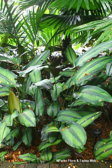 Goeppertia 'Wilson's Princep'