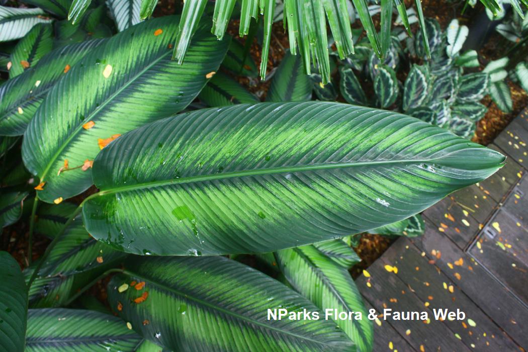 Goeppertia 'Wilson's Princep'