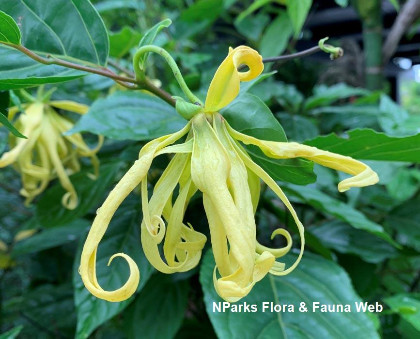 Cananga odorata var. fruticosa