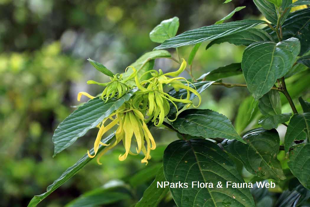 Cananga odorata var fruticosa