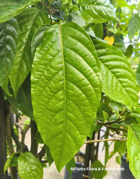 Cananga odorata var fruticosa