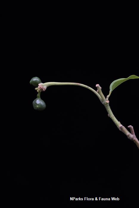 Cananga odorata var fruticosa