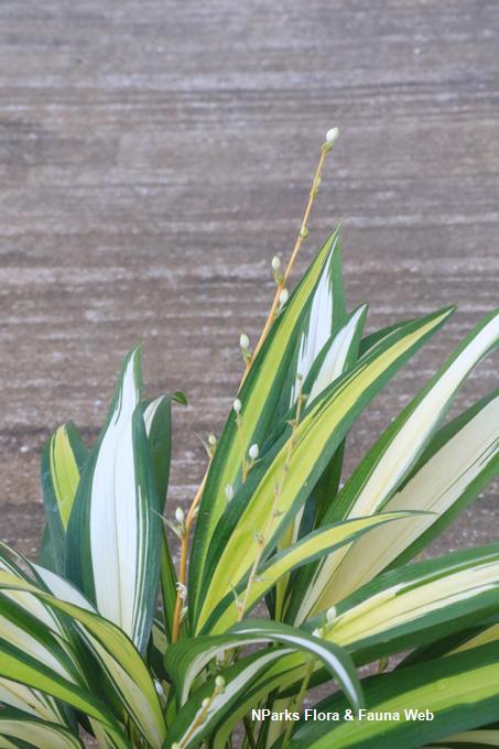 Chlorophytum_capense_variegated_leaf_Weiteng
