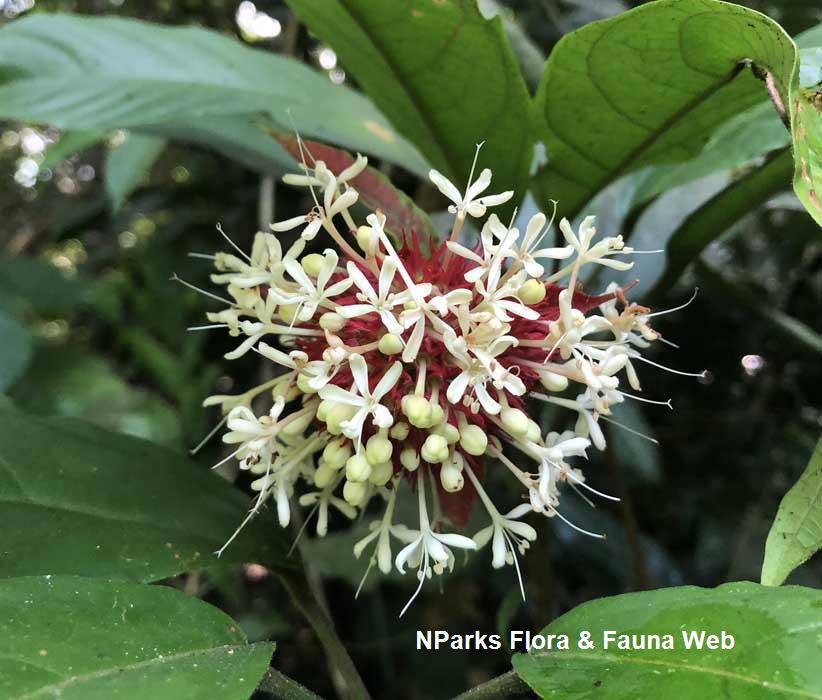 Clerodendrum deflexum