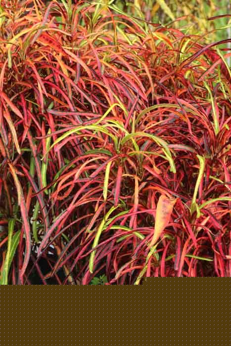 Codiaeum variegatum
