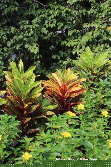 Codiaeum variegatum