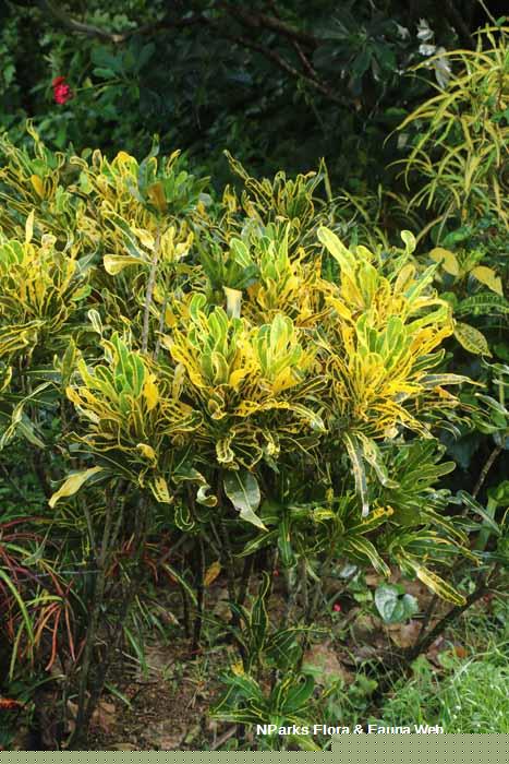 Codiaeum variegatum