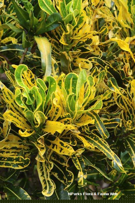 Codiaeum variegatum